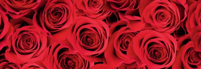 Motiv-Fotokarton 49,5 x 68 cm Rosen rot