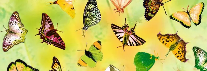Transparentpapier "Schmetterlinge" DIN A4 - 5 Blatt