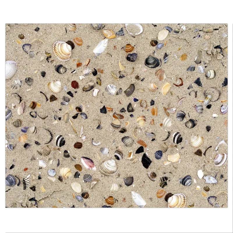 Motiv-Fotokarton 49,5 x 68 cm Muscheln