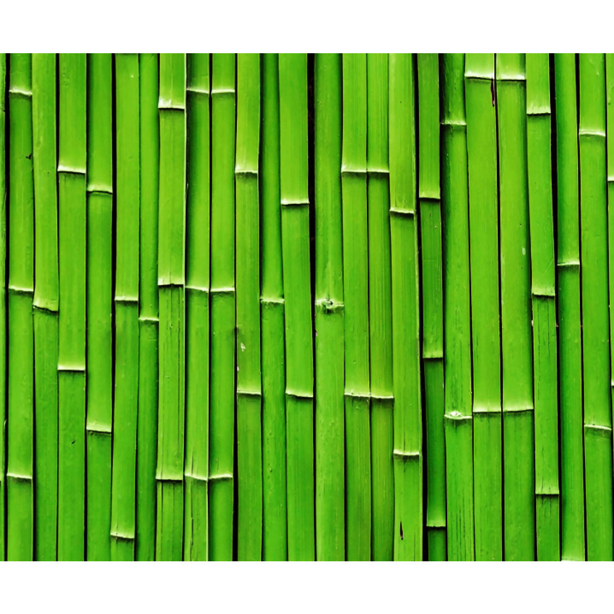 Motiv-Fotokarton 49,5 x 68 cm Bambus