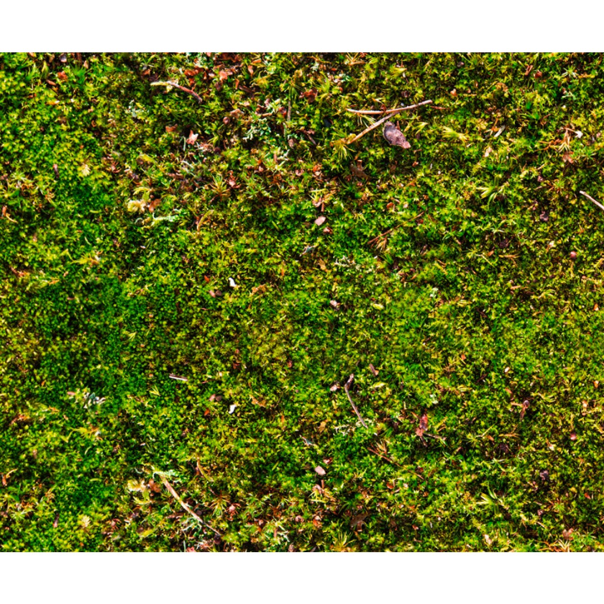 Motiv-Fotokarton 49,5 x 68 cm Moos