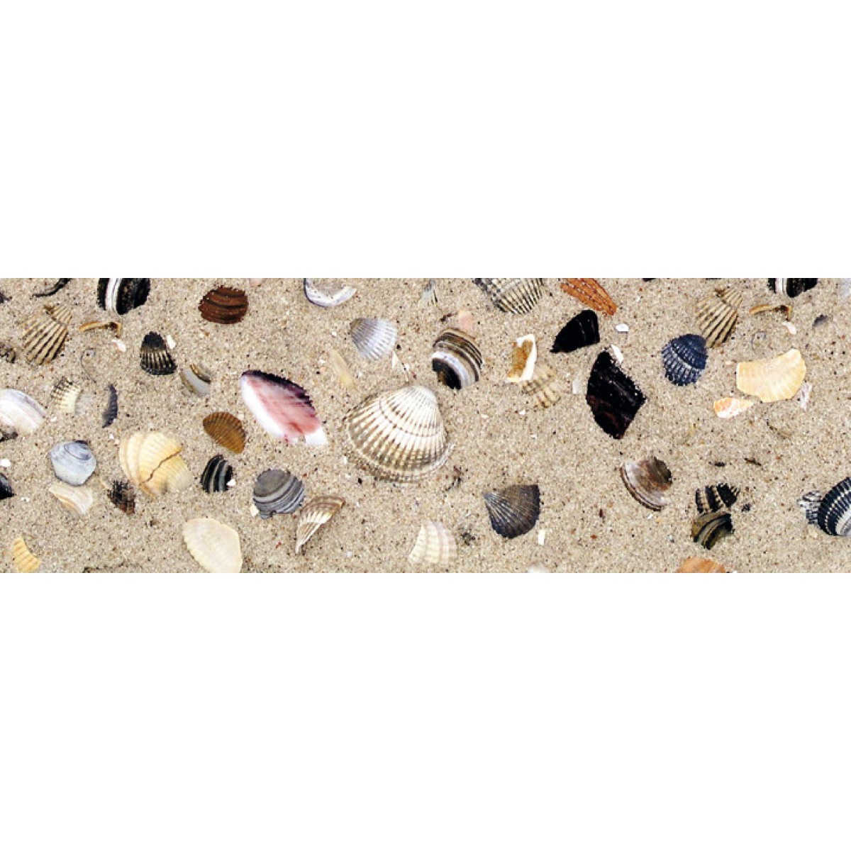 Motiv-Fotokarton 49,5 x 68 cm Muscheln