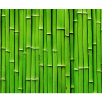 Motiv-Fotokarton 49,5 x 68 cm Bambus