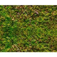 Motiv-Fotokarton 49,5 x 68 cm Moos