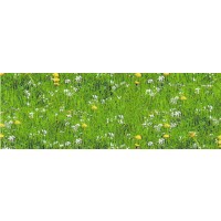 Motiv-Fotokarton 49,5 x 68 cm Wiese