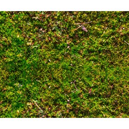 Motiv-Fotokarton 49,5 x 68 cm Moos