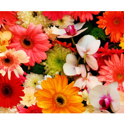 Motiv-Fotokarton 49,5 x 68 cm Sommerblumen