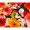 Weiteres Bild zu Motiv-Fotokarton 49,5 x 68 cm Sommerblumen